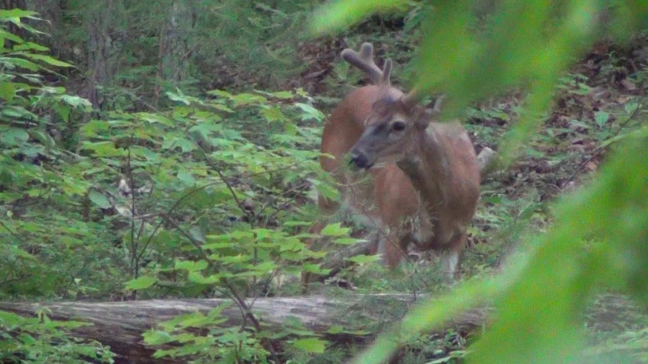 2 nice bucks: Scouting public land 6-12-2013