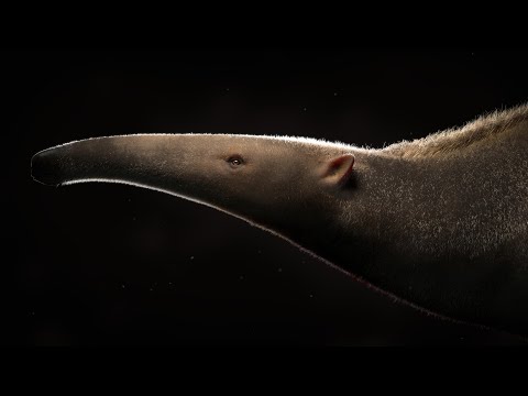 Giant Anteater 3D