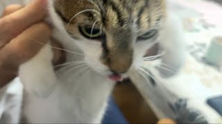 オレの彼女(猫)。ついにレフェリーストップだ！