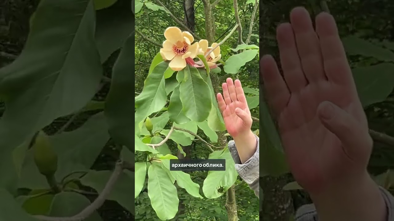 Могнолия лекарственная