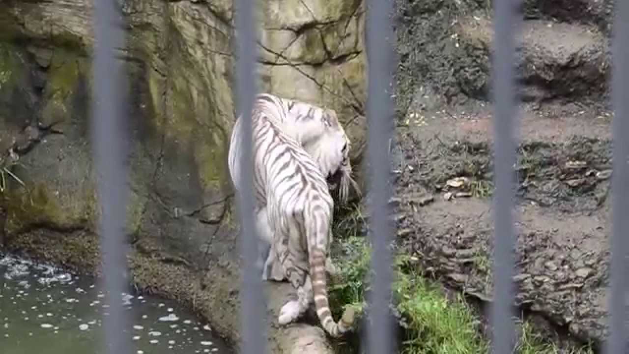Forth Worth Zoo white tiger YouTube