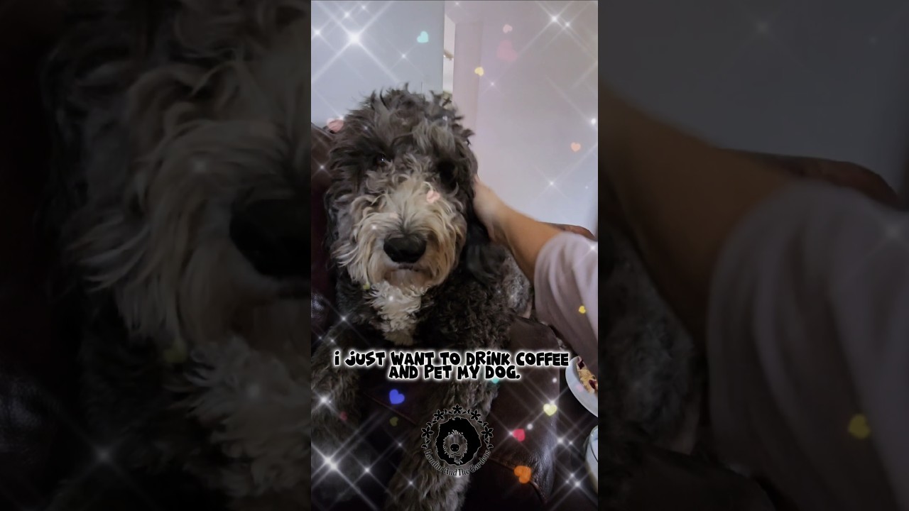 Happy National Coffee Day! I just want to drink coffee and pet Houdini 