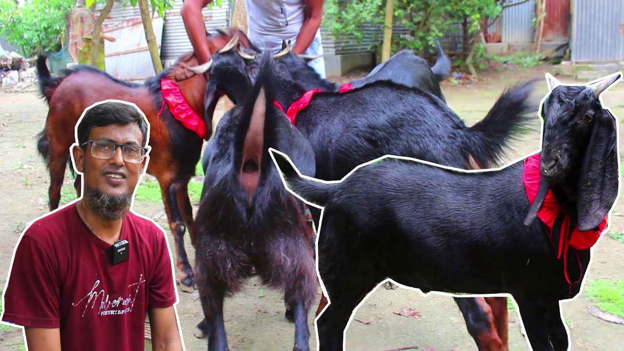 ঈদ কালেকশন বিশাল বড় ৪টা খাসি পালন করেছেন প্রান্তিক খামারি