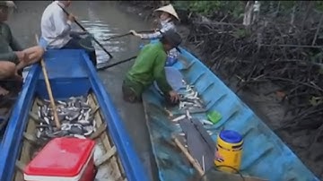 Thuốc cá vuông tôm chuẩn bị vụ nuôi mới ở cà mau #lêhiên69