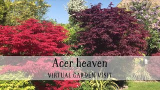 28 Houghton Road, Cambridgeshire: acer heaven