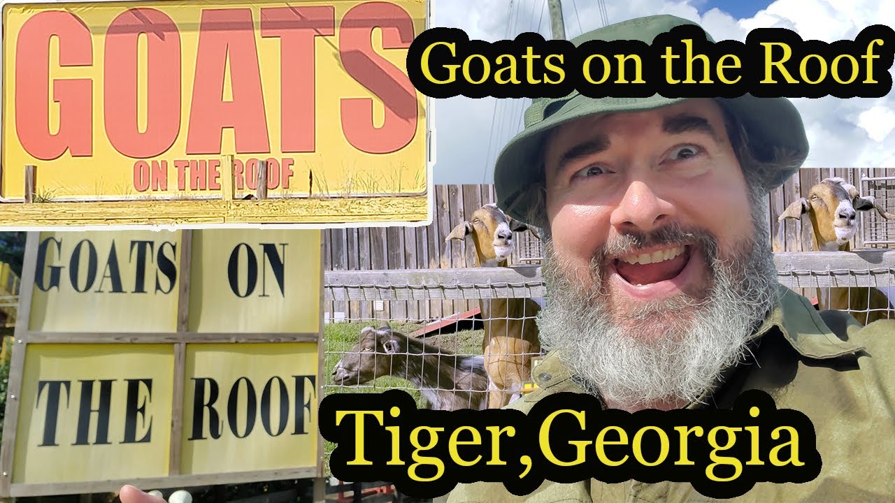 Weird Things in Georgia: Goats on the Roof a roadside attraction where you can feed the goats