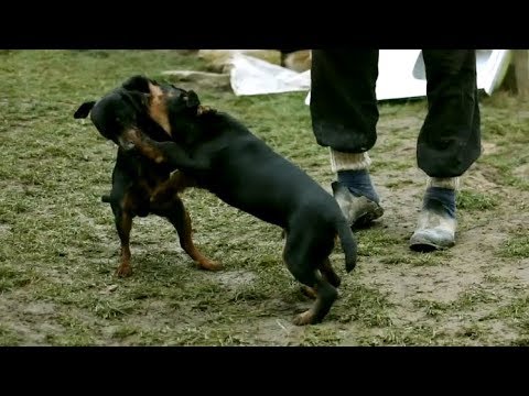 Video: Pas Irski Terijer, Pas Pas Hipoalergen, Zdravlje I životni Vijek