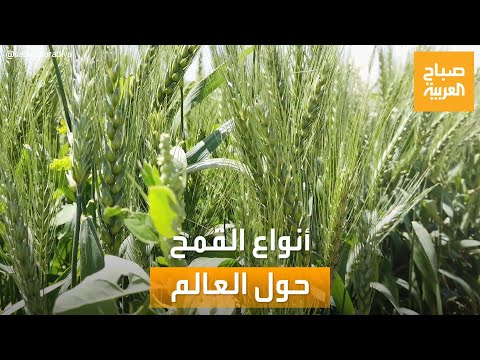 صباح العربية أنواع القمح حسب زراعته وإنتاجه واستخداماته