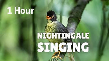 One Hour Relaxing Birdsong the Nightingale
