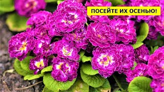 30 КРАСИВЫХ ЦВЕТОВ, которые можно посеять осенью в сад