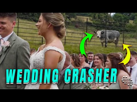 Cow Crashes Wedding Ceremony Twice