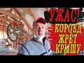 Шашель в НОВОЙ КРЫШЕ! Завелся короед в обработанной пропитками крыше! КАК????