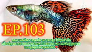 EP.103 ตอน เทคนิคการขุนปลาหางนกยูงให้หุ่นล่ำบึกสไตล์คุณชายสายปลา(Guppy Homecoff)