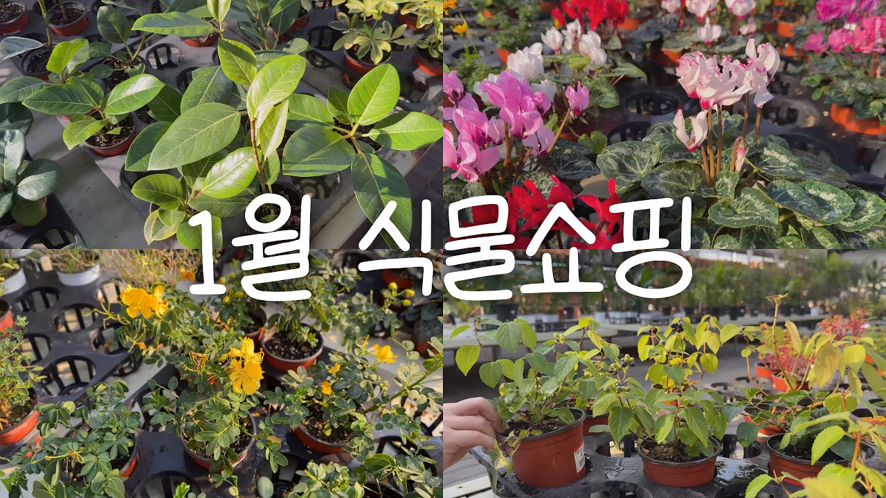 새롭게 시작하는 1월 식물쇼핑 | 1월식쇼핑🛍️ | 새해맞이 식쇼핑 | 초보식집사에게 추천하는 식물들 | 초보식집사 식물추천 | 새해를 맞아 식물을 처음 키워보려는 사람들 집중!