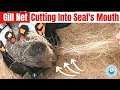 Gill Net Cutting into Seal's Mouth