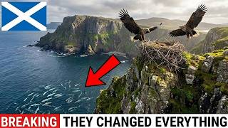 Scotland Released 82 Eagles Into a Dead Isle — What They Did With Fish and Cliffs Was Unbelievable