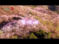 来 #福建 赏樱花，邂逅浪漫享春光 #赏花 来这里