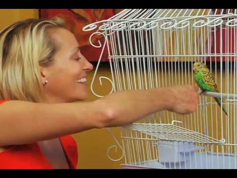 Perfect Polly Pet - Official As Seen On TV Commercial