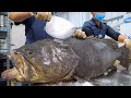 Giant grouper cutting skills grouper fillet hot pot     taiwanese food