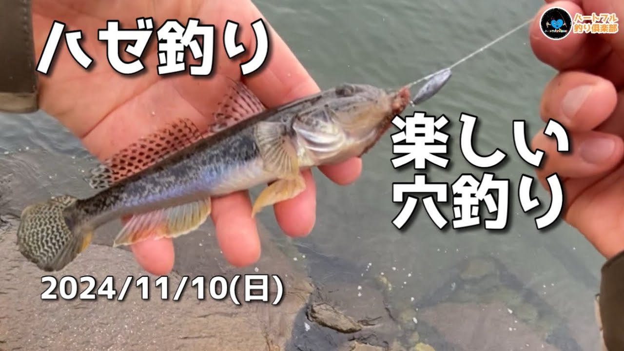 【ハゼ釣り】 楽しい穴釣り  2024年11月10日