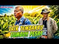 TRIK CERDAS ‼️Tembakau Bisa Tumbuh Pesat