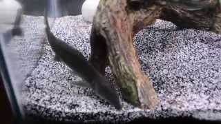 Freshwater Dolphin Fish Eating Live Black Worms - Mormyrus Kannume