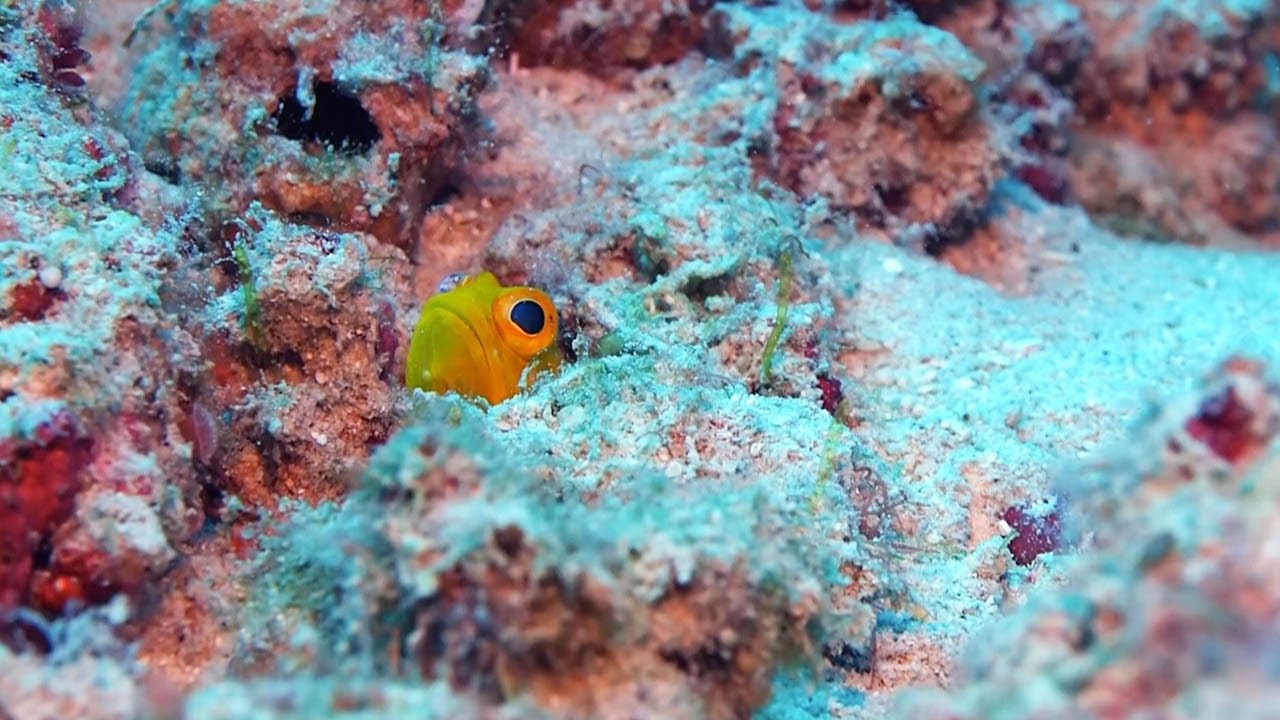 Shy Jawfish Hides In Tiny Hole