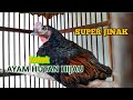 Ayam hutan hijau peliharaan super jinak