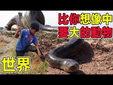 Video: Za di alce - un pericoloso parassita dei cervi