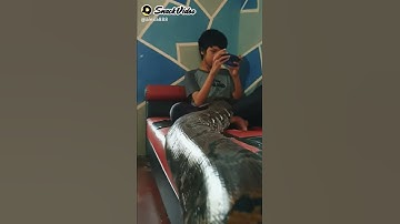 Ular bisa makan orang😧😱