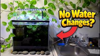 No Water Change Fish Tank | 3 Months!