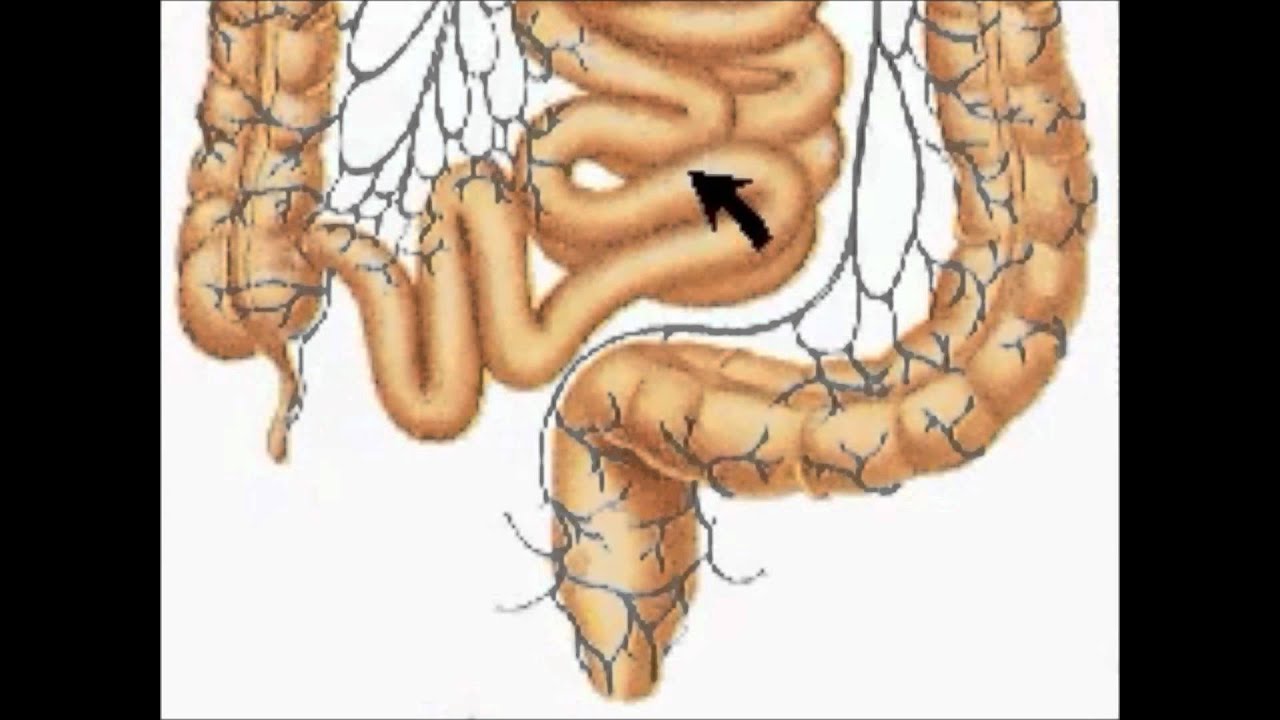 Gallbladder and digestive system - YouTube