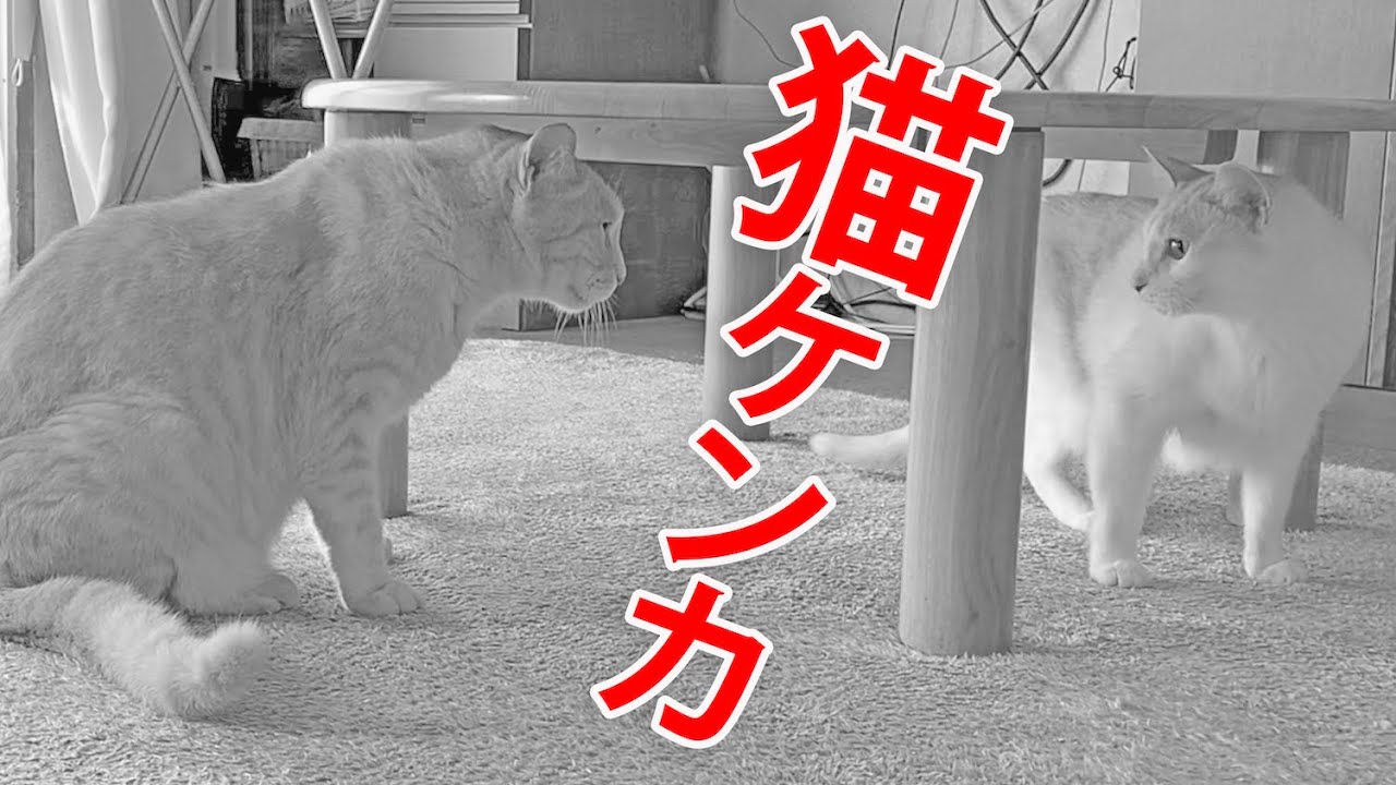 猫のケンカ 猫の多頭飼い 5匹の猫 喧嘩するとこうなる Japan Youtube