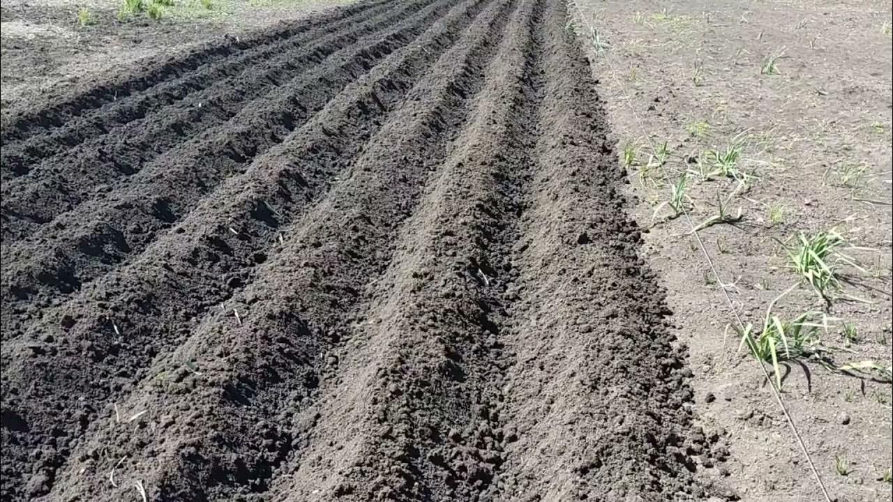 Как сажать картошку после трактора. Как сажать картошку после трактора