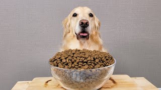 ASMR 밥 달라는 댕댕이에게 사료 왕창 줬습니다 강아지 사료먹방