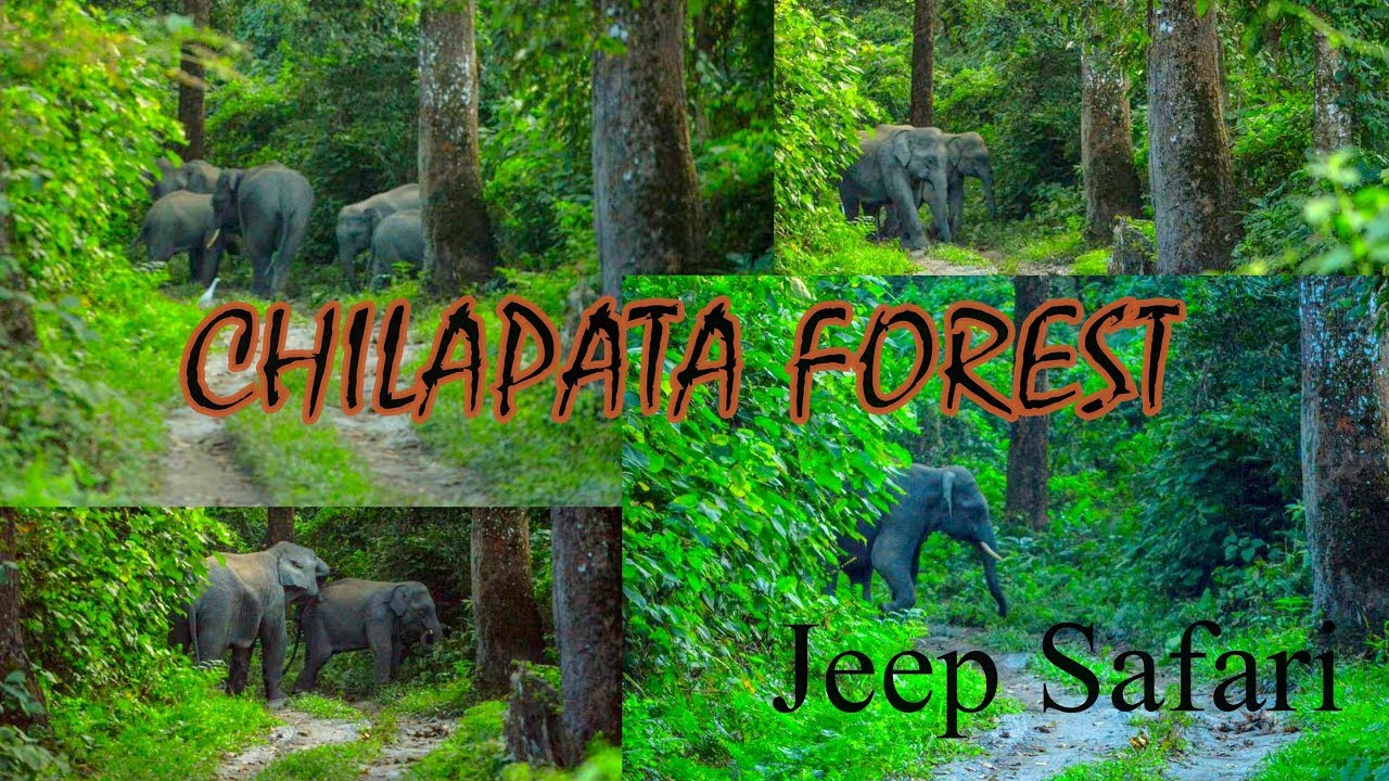 elephant safari in chilapata forest