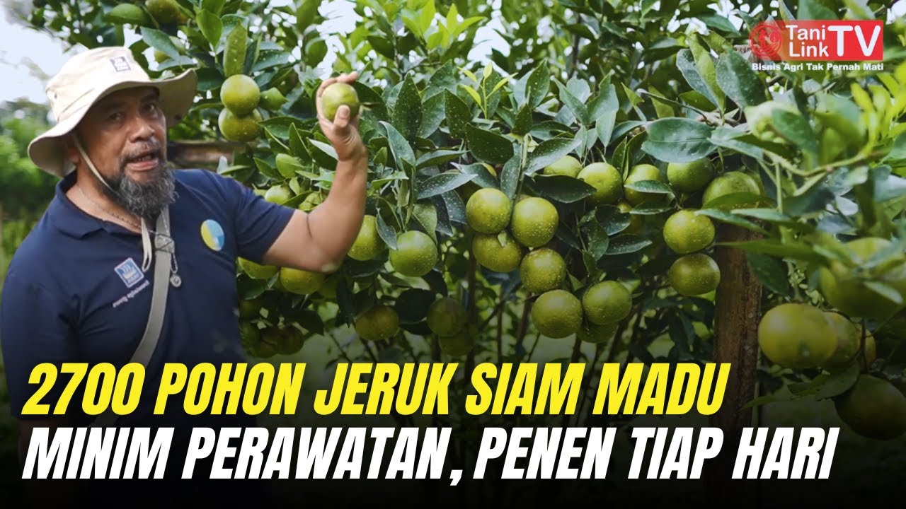 Rahasia Sukses Budidaya Jeruk Keprok Siam Madu. Tumbuh Subur Berbuah Lebat!
