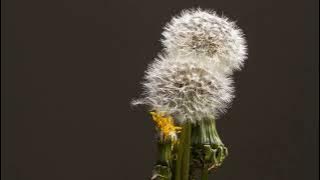 Bhunya Alliance Church Choir- Nxa Singena