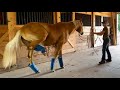 Horses Wearing Fly Boots For The First Time
