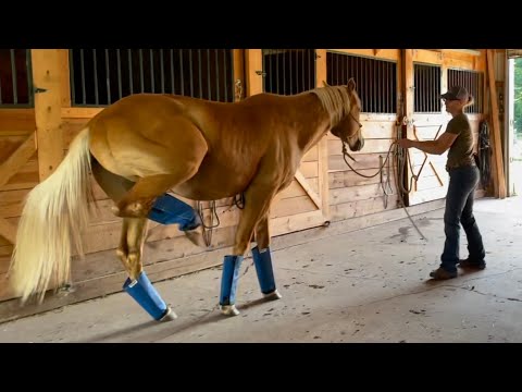 Horses Wearing Fly Boots For The First Time