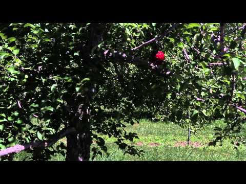 Vidéo: Mouche de la pomme : conseils pour lutter contre la mouche de la pomme