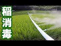 【米作り】稲の消毒 稲の出穂 病害虫防除をする。2022年7月【丸山製作所 背負動力散布機 GKD4001 ブラシントレボン粉剤DL】