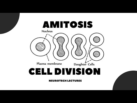 Video: Hvilken er det karakteristiske træk ved amitose?