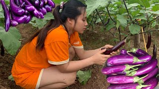 Harvesting Eggplant and Cooking it Fresh from the Garden