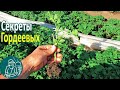 🌱 Секрет красивой рассады помидор 🍅 Штамбовые сорта томатов 🌿 Массовое выращивание рассады Гордеевых