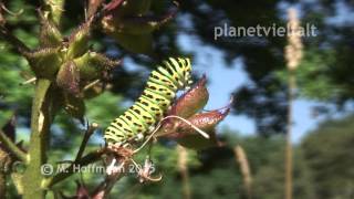 Raupe des Schwalbenschwanzes Papilio machaon