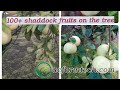 More than 100 shaddock fruits ready to harvest