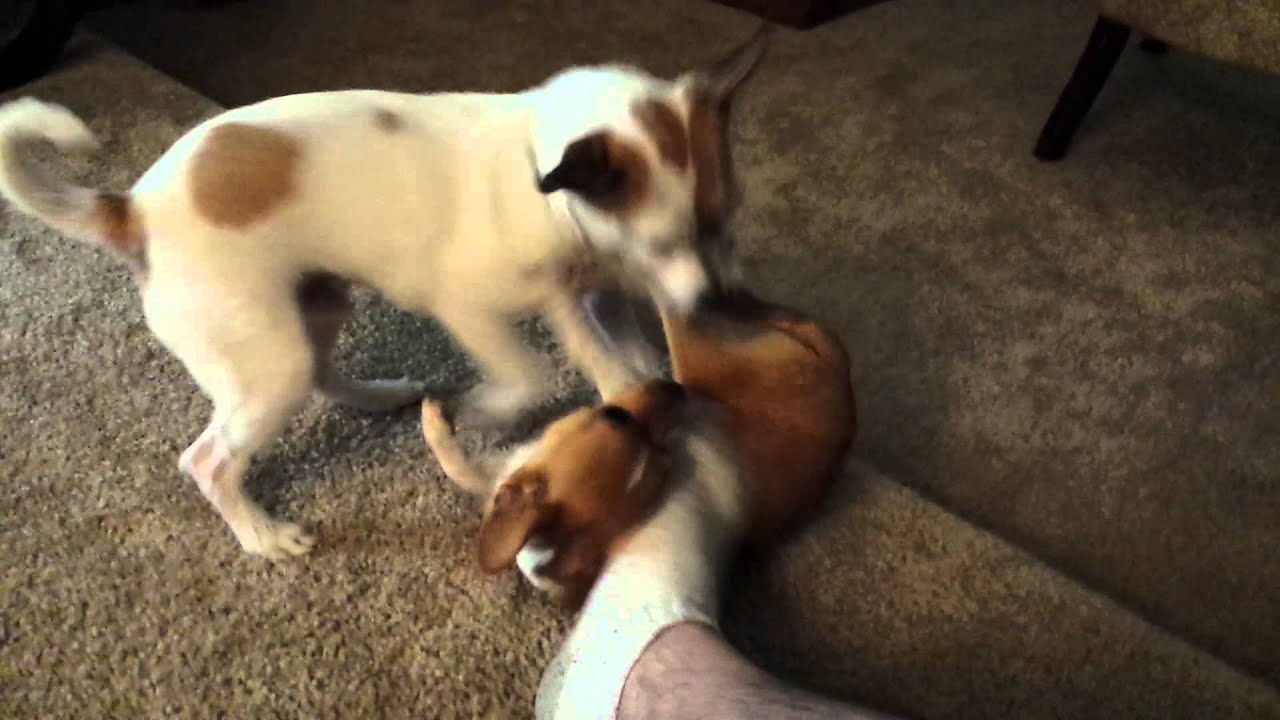 chihuahua russell terrier