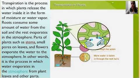 GEETA  JAIN/FORM 6/SCIENCE/CHAPTER 7/GETTING TO KNOW PLANTS