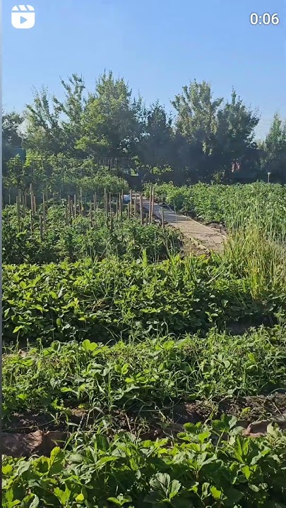 #орчанегуляют у бабули в огороде #юмор #дача #огород #орск #топ - YouTube